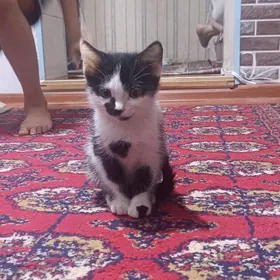 Котенок