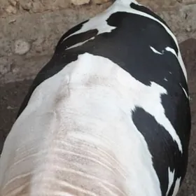 Öküz