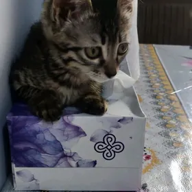 pisikler