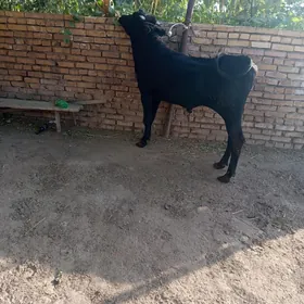 3 саны окиз