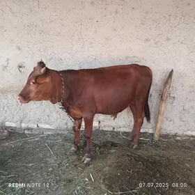 Öküz