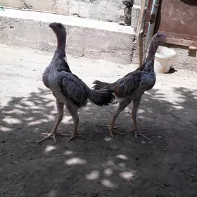 Taşkent horaz juyje