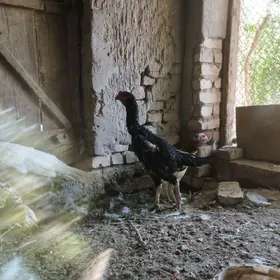 baysok