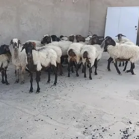 Goýun Bakynmaga
