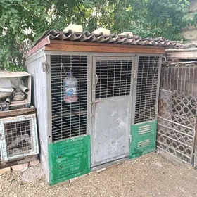 towuk ketek