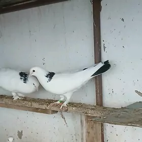 kepderi