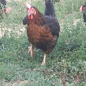TOWUK ATAKYS ATAKYS