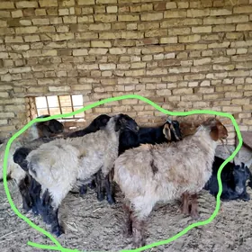 Goýunlar
