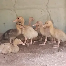 ördek gak gak
