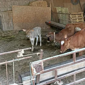 Tuweler goleler