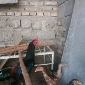 Taşkent horoz