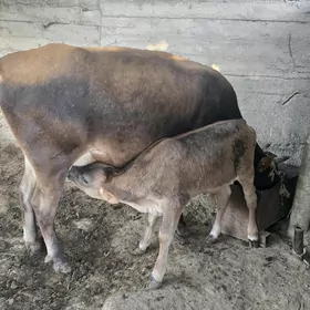 Goleli sygyr, bogoz tuwe