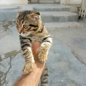 котенок