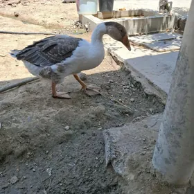 Gus