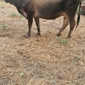 gysyr sygyr