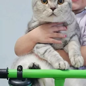 Британская кошка девочка
