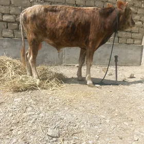 Ökiz