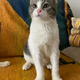 Pişik