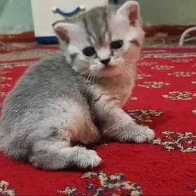 котенок британец
