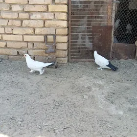 Kepderi