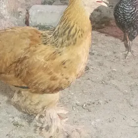 BRAMA