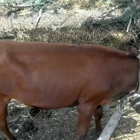 gulajyn bakylan sygyr bakylan