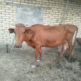 Goleli sygyr