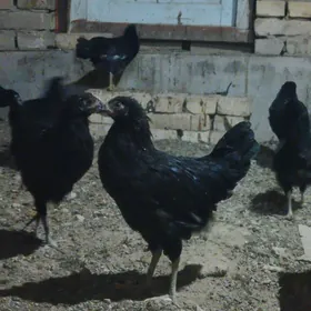 Towuk 5 aylyk Arassa