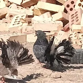 Kepderi