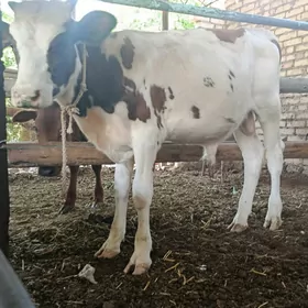 okuzce