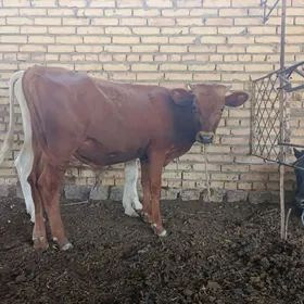 okuzce