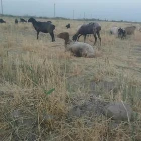 goýun geci cewiş