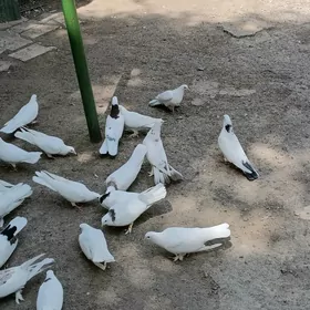 kepderi