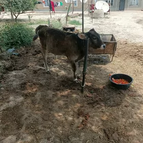 öküz