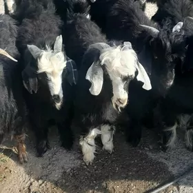 çebiŝ bakylan