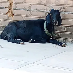 Geçi Boven emjek