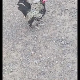 Karlik