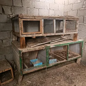 ketek