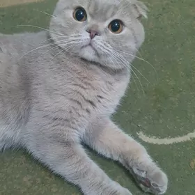 Вислоухий КОТ