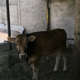Öküz