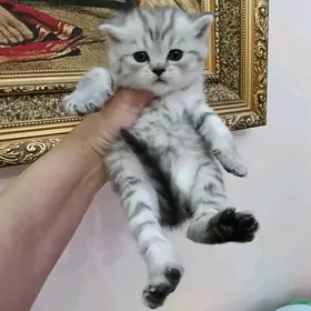 шотландский мальчик