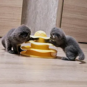 котёнок