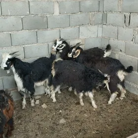Çebiş
