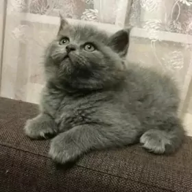 шотландские прямоухиекотята