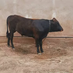 öküz