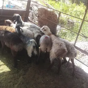 Çebiş we tokly