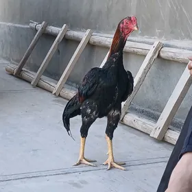paroda
