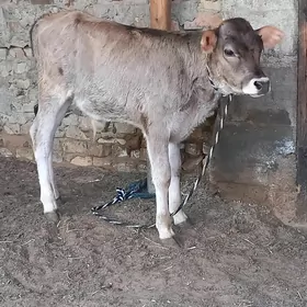 Tohum okuzce.