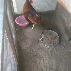 horaz