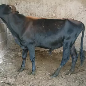 öküz